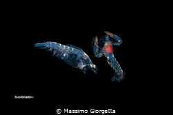 black water - juvenile  mantis shrimp & lobster by Massimo Giorgetta 